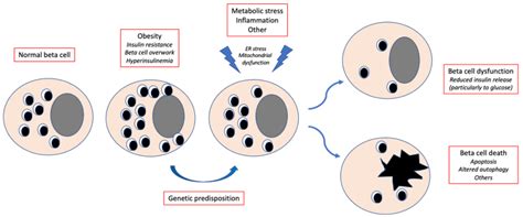 beta-cell|Type 2 diabetes: Beta cells explained .